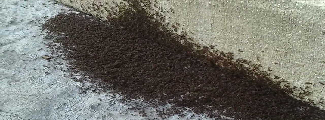 Ant exterminators