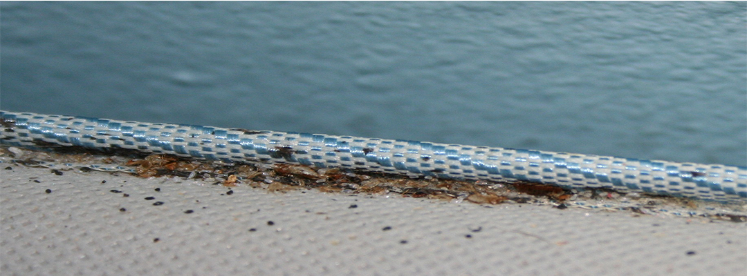 Bed Bug Removal