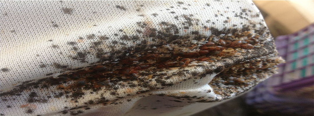 Bed Bug Exterminators