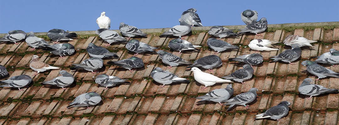 Bird Removal