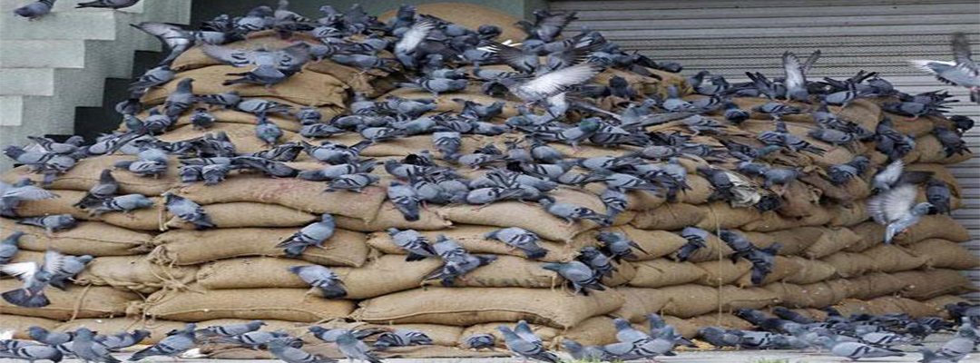 Bird Rest Control