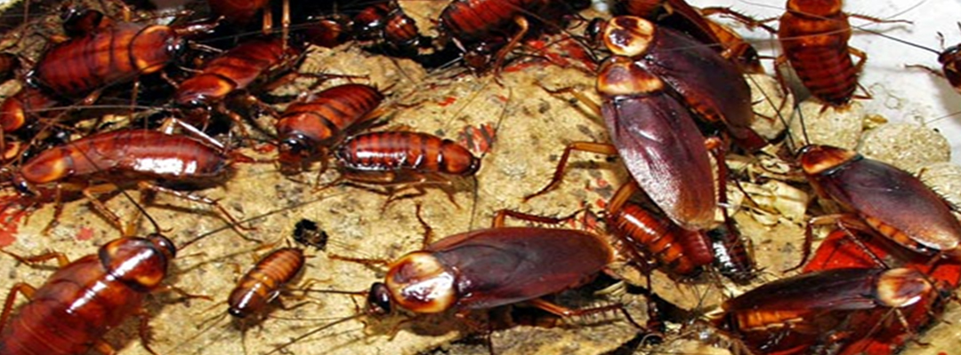 Cockroach removal