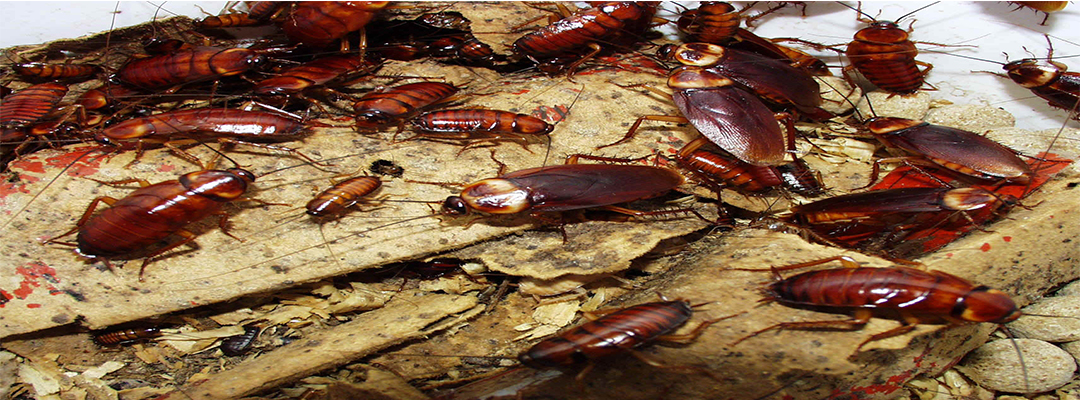 Cockroach Exterminators