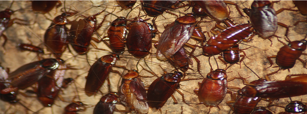 Cockroach infestation