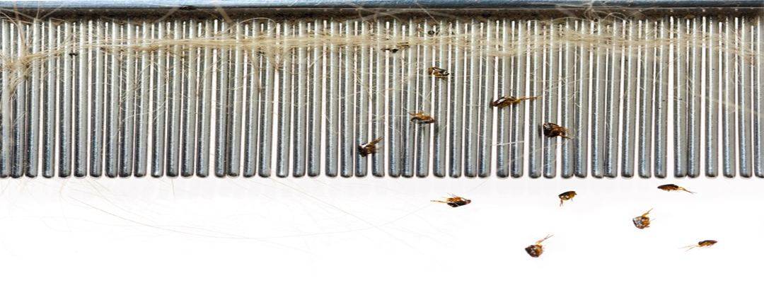 Pest control flea