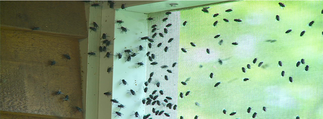 Fly extermination