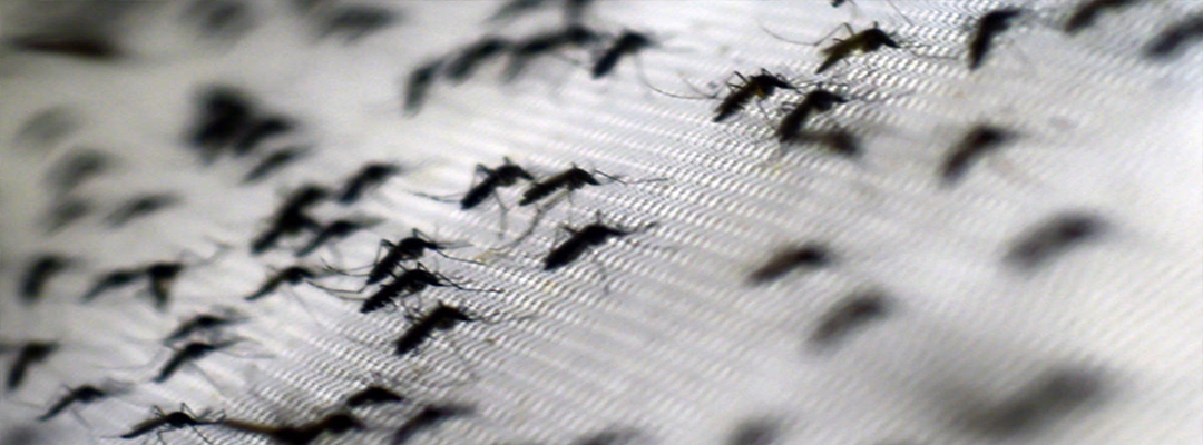 Mosquito removal
