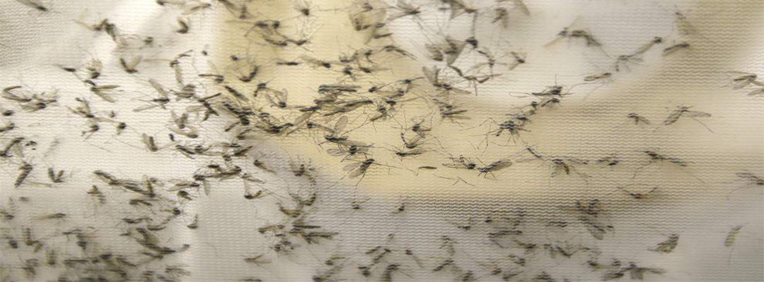 Mosquito pest control