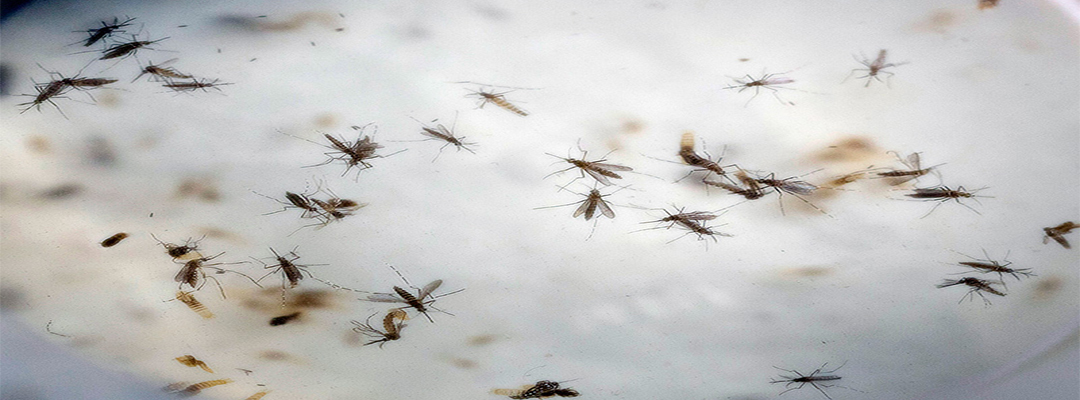 Mosquito exterminators