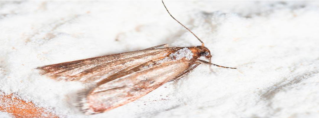 Moth exterminators