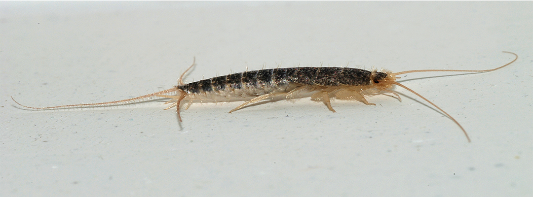Silverfish removal