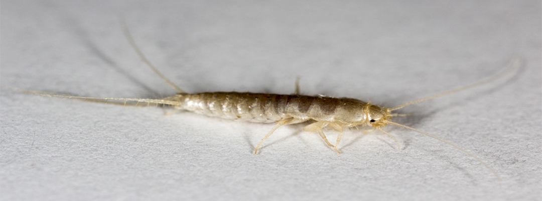 Silverfish exterminators