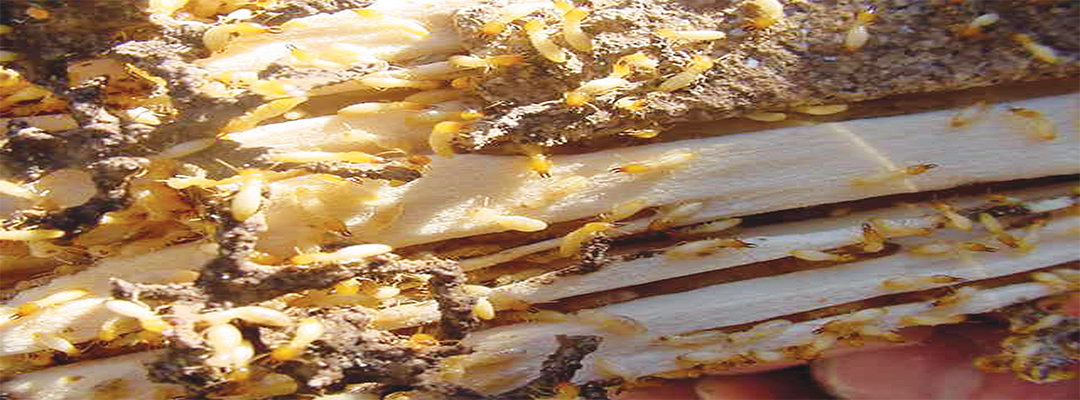 termite removal