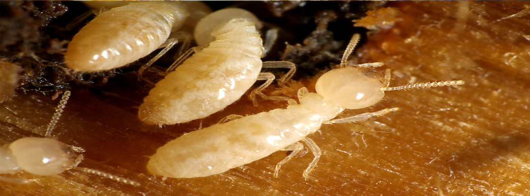 termite exterminations