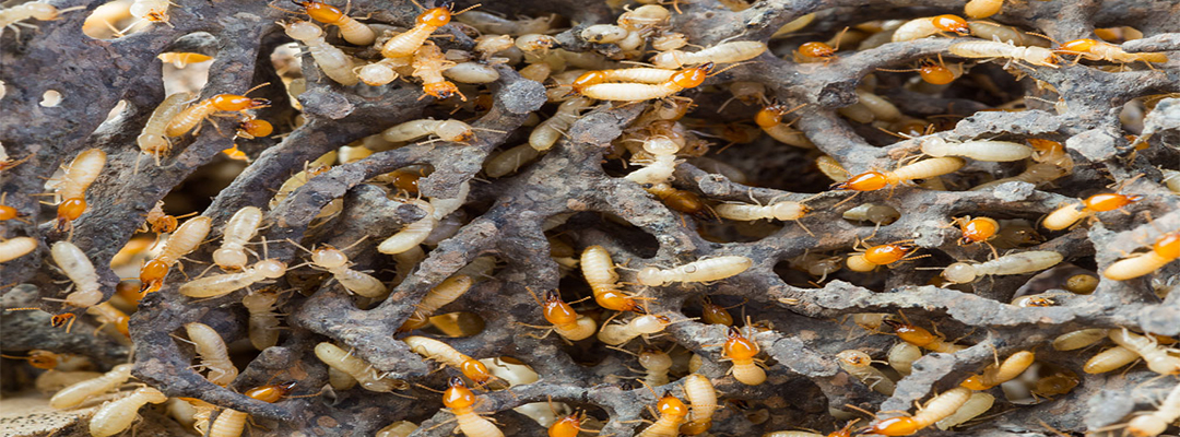 termite pest control